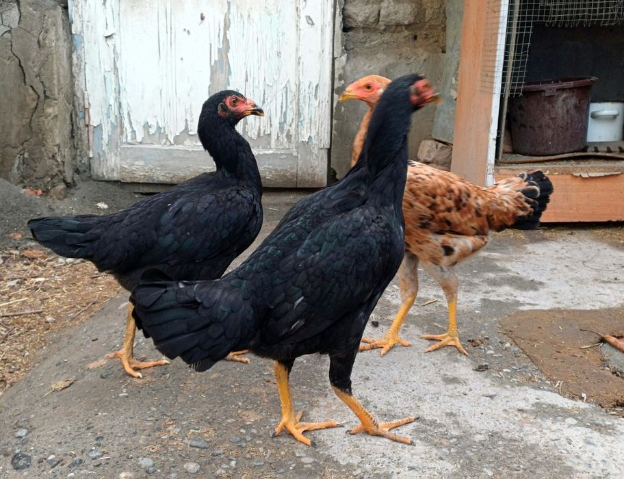 7 ойлик макиёнлар сотилади