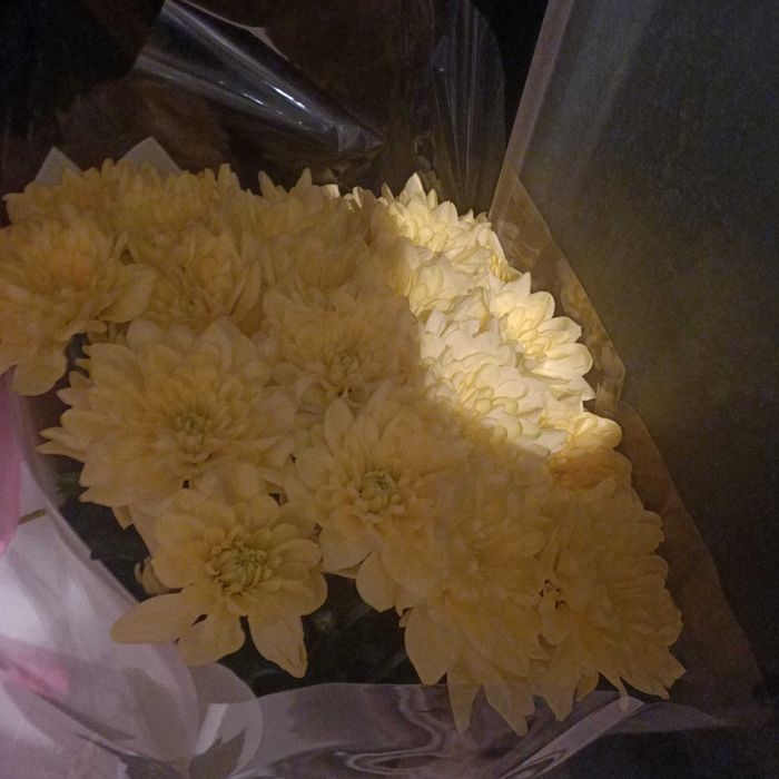 Жёлтые хризантемы