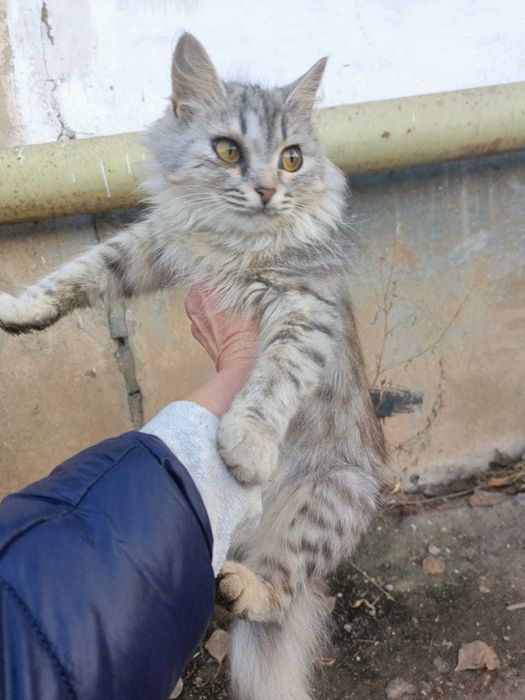 Кошечки в добрые руки