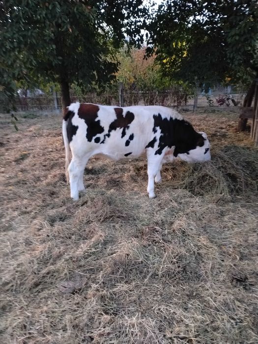 Două juninci de vânzare
