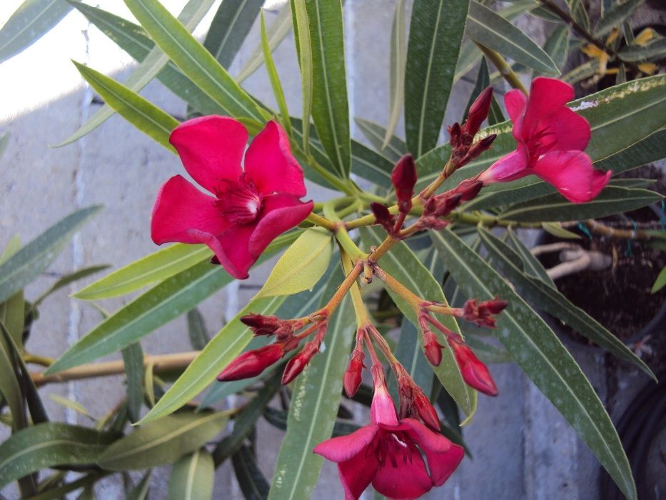 Зокум - различни цветове и големини закум, лян олеандър