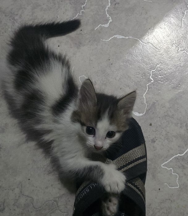 Бесплатно котёнок