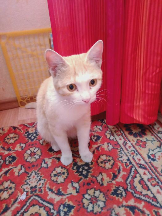 Котенок  мальчик  возраст 8 месяцев  отдам