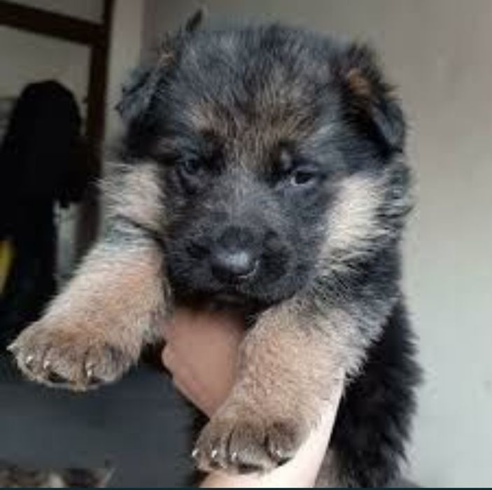 Немецкая овчарка