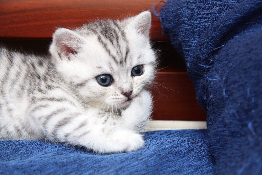 Бриташка 1 месяц,3 недели..