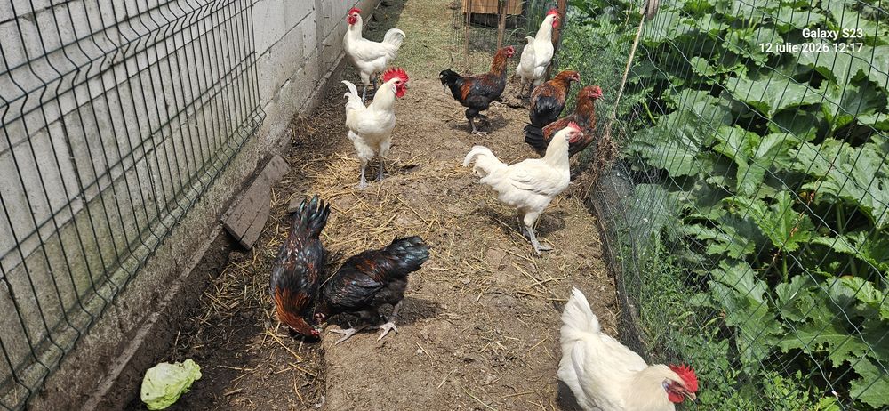 Pui Australorp , OliveEgger . Cocosi
