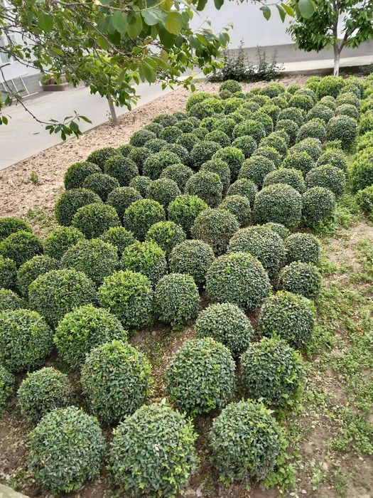 Shamshod sotiladi 125000