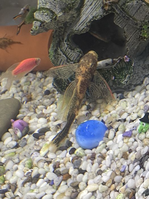 Lda-016 номерные сомы