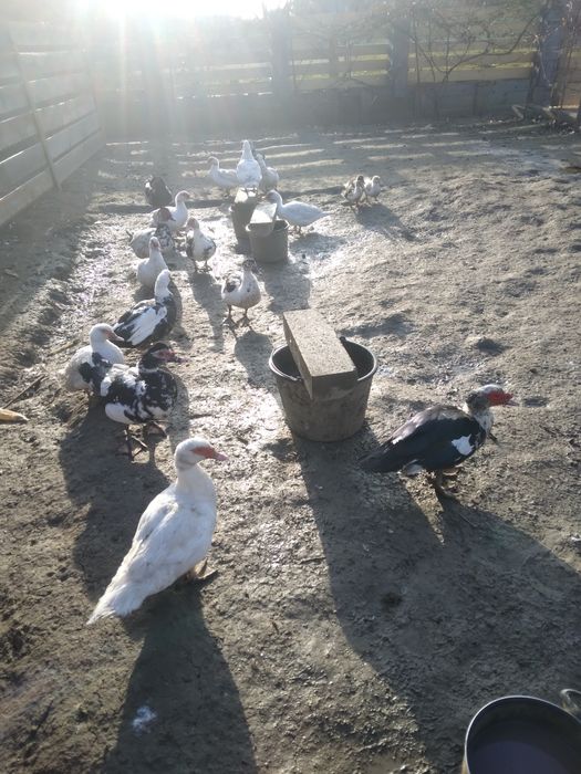 16 găini, ,gâște ,rațe.