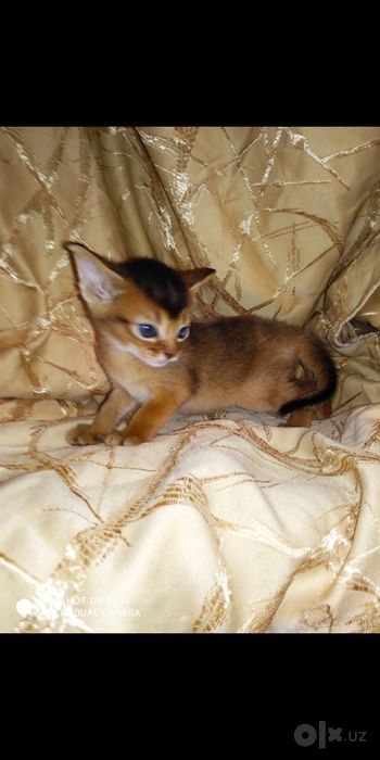 Продаются котята