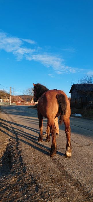 Vând cal blând si tragaus