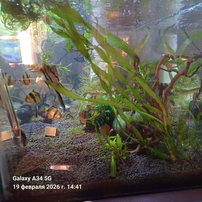 Продам аквариум с рыбками