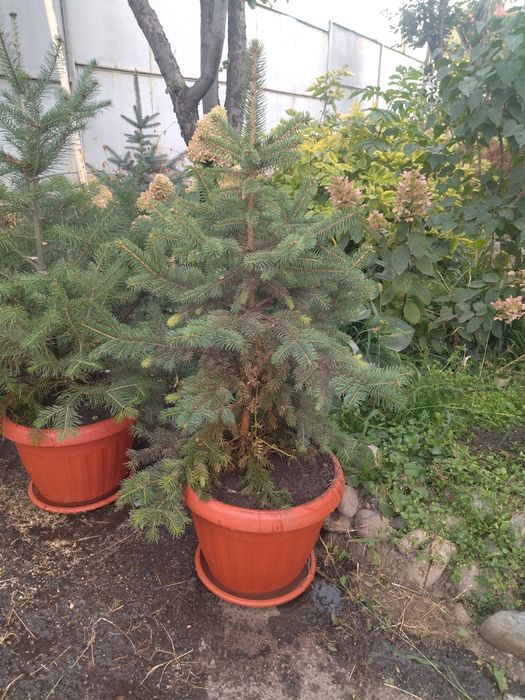 Ели и Пихты, в горшках.
