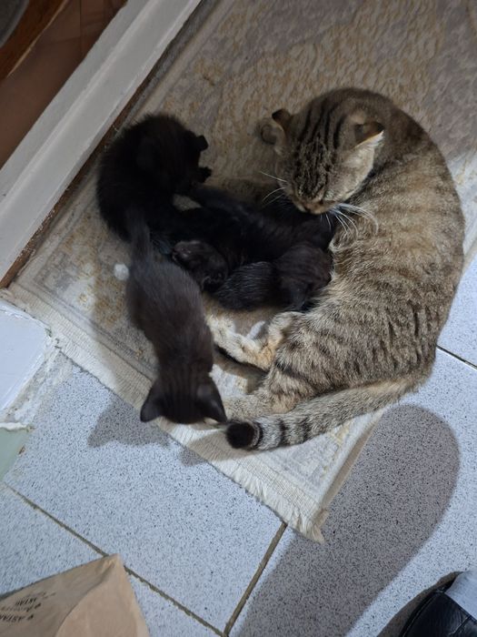Котята 1 месяц 10 дней