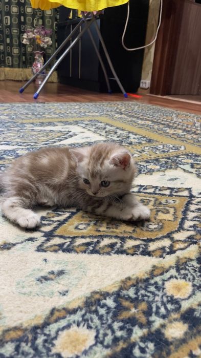 Скоттиш фолды и страйт