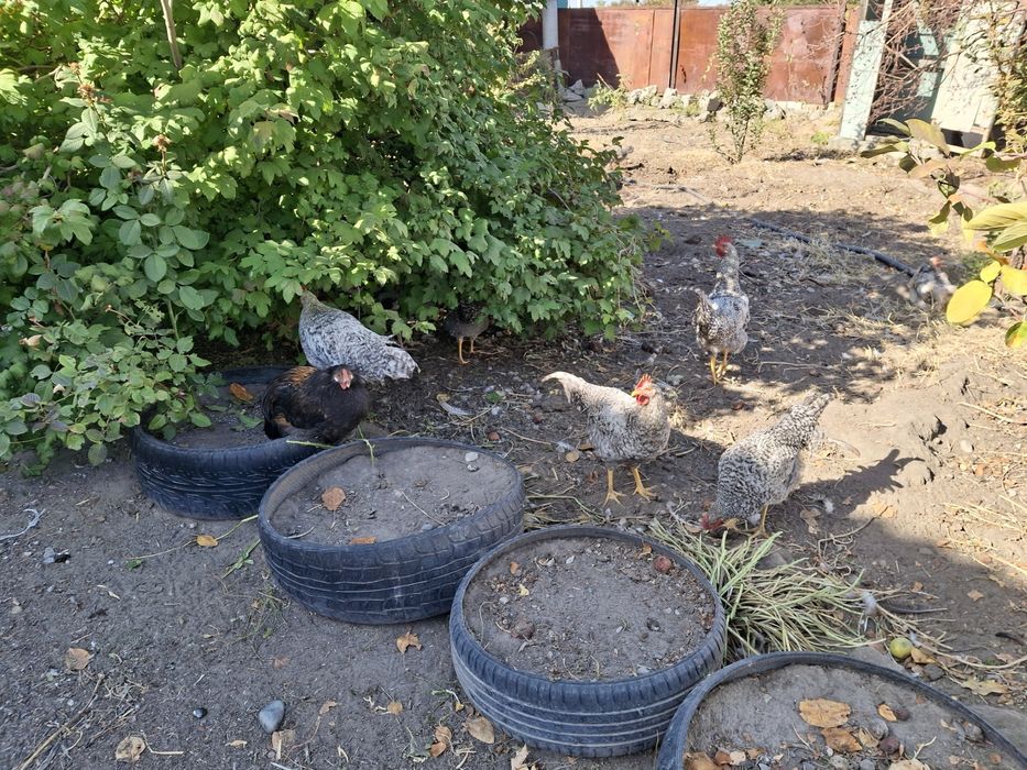 Барковский петухи молодые