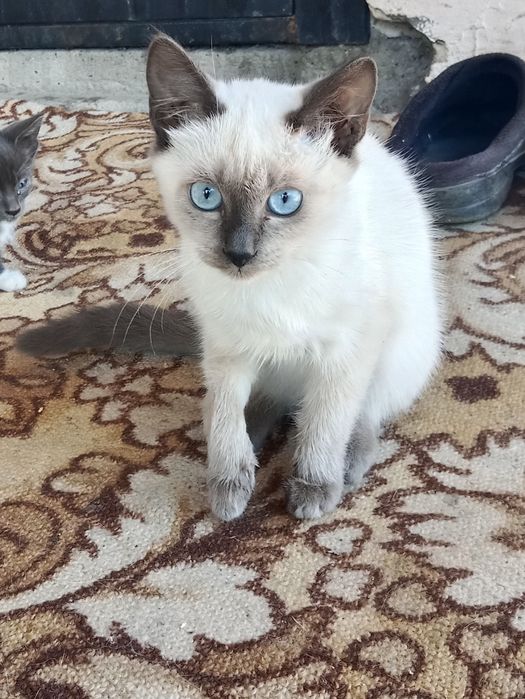 Отдам котят в хорошие руки!
