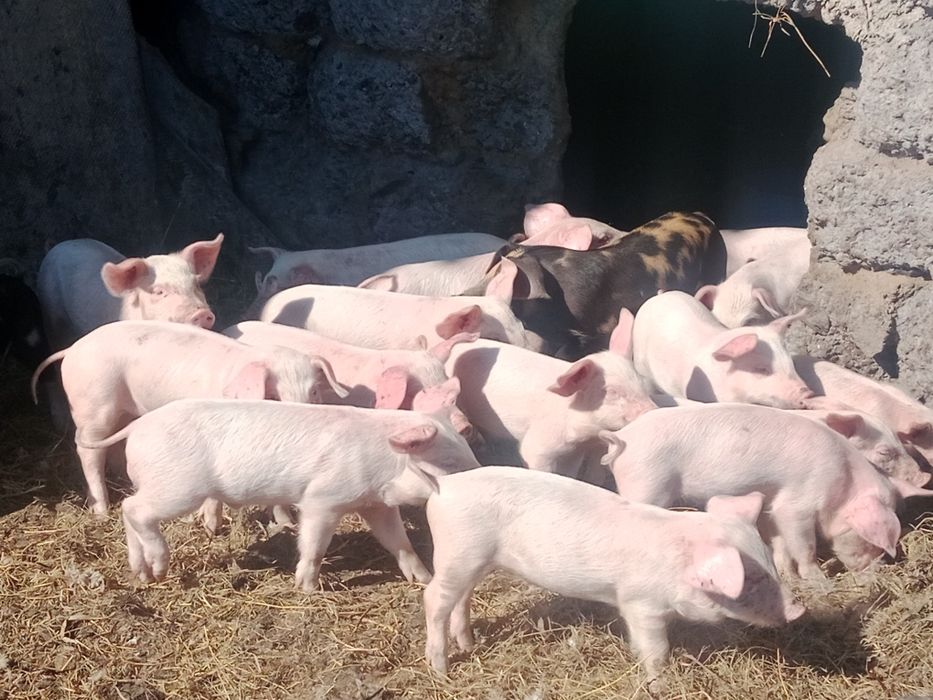 Продам поросят полтора месяца