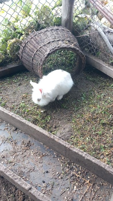 Vând sau schimb iepuri