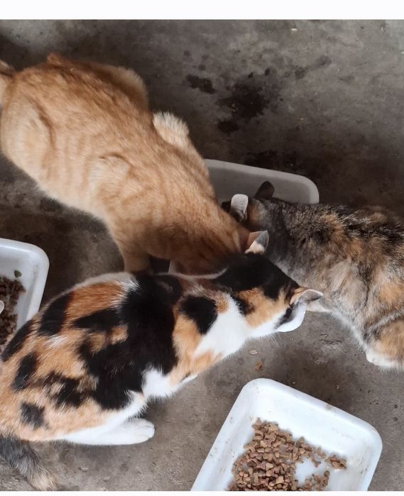 Donez pisici vârsta 2 luni