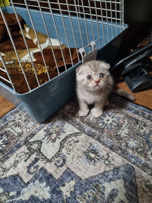 Котята шотландские вислоухие и прямоухие