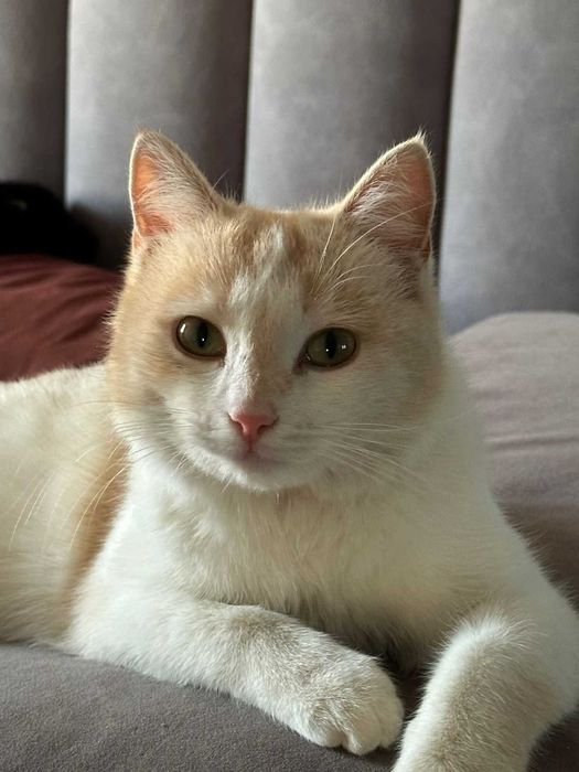 Кошки и котики в добрые руки