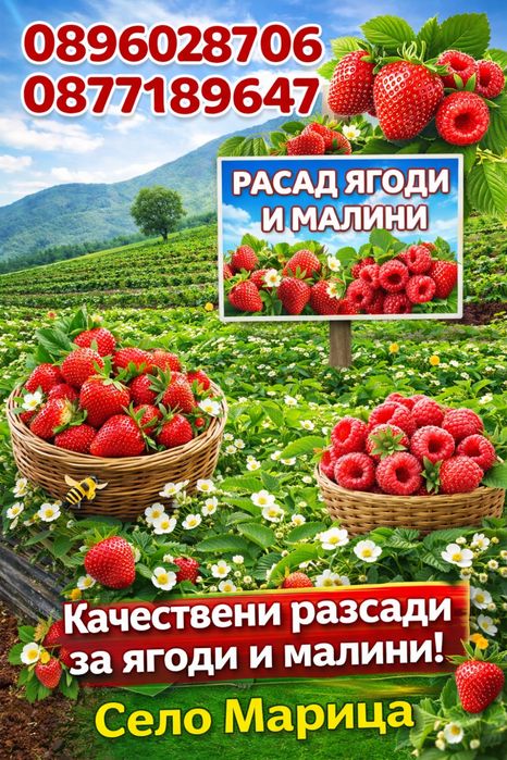Продавам расад ягоди и малини качествен расад