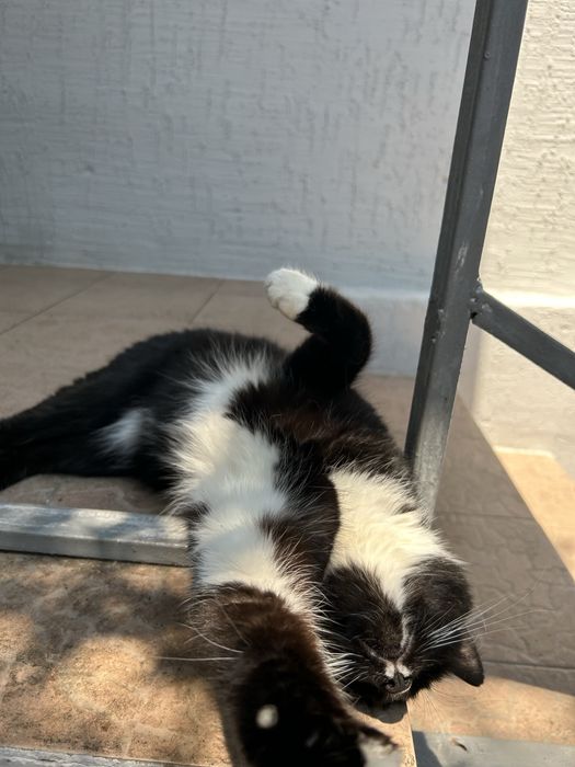 Отдаю шикарного кота