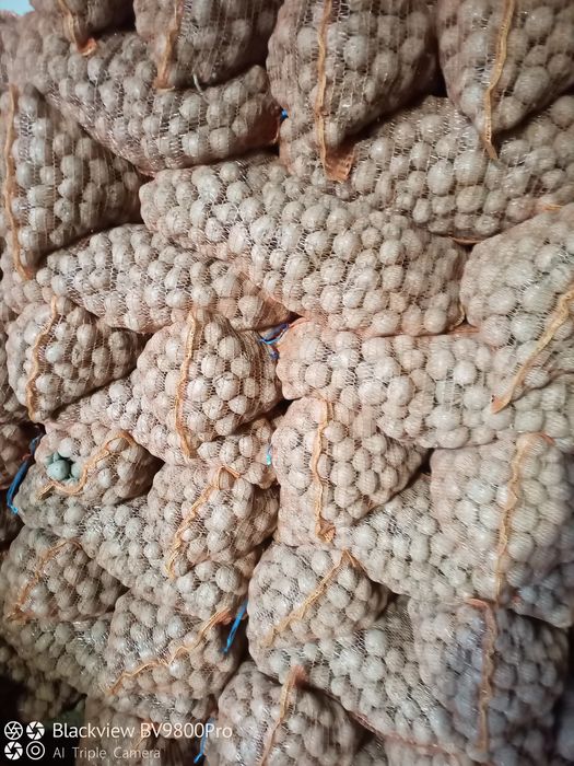 Cartofi de sămânță albi și roșii