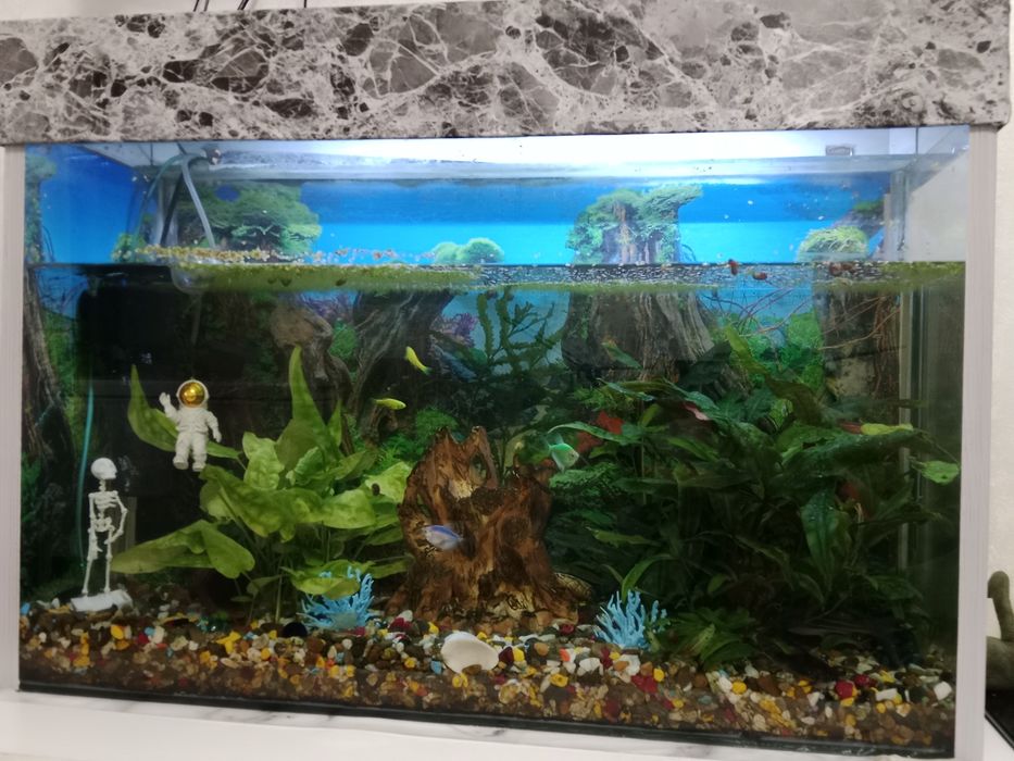 Продам аквариум с рыбками . 100л.