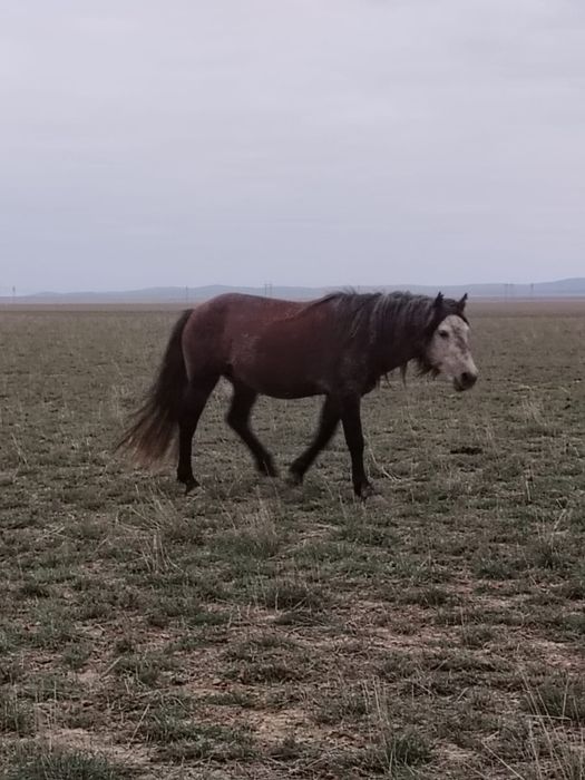 Айғыр сатылады 7 жасар