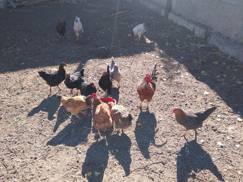 Продам домашних курей