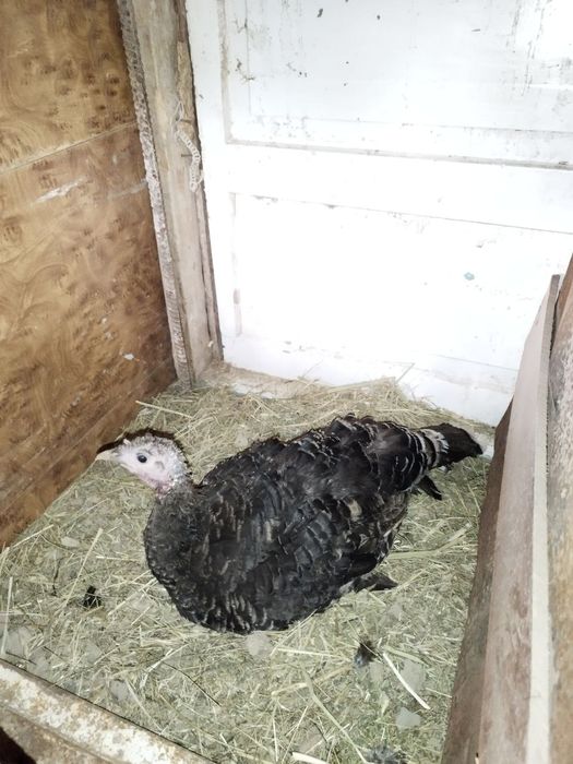 Kurka kurkalar курка куркалар