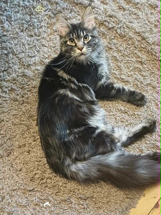 Maine Coon (Мейн кун)