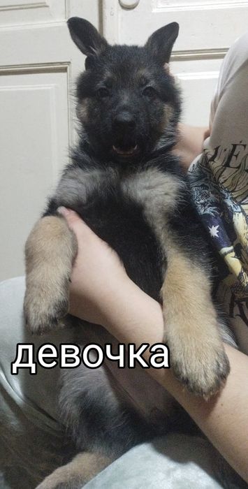 Немецкая овчарка