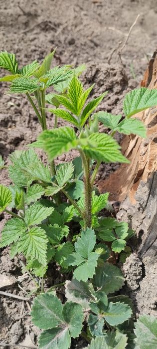 Продам саженцы малины.