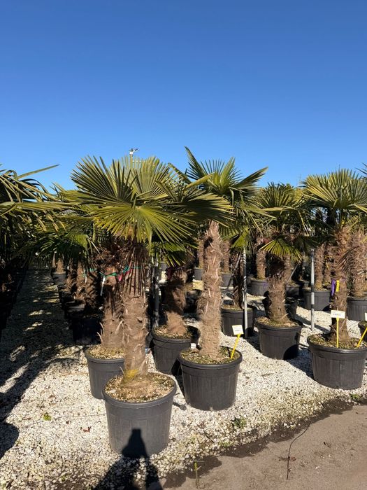 Palmieri tranhicarpus plante