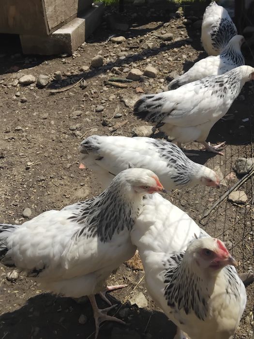 Găini.