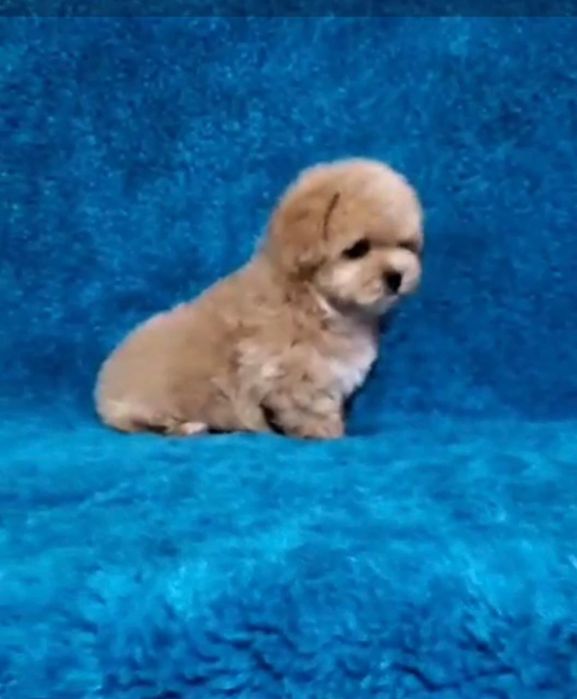 Продам игрушечных мальтипу F1