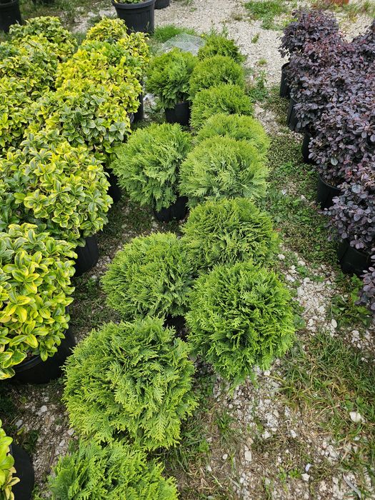 Livrare  la domiciliul cu tot cu plantare livrarea gratuit !!