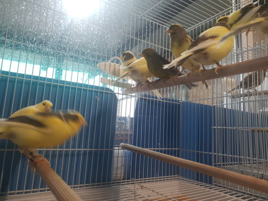 Vând  canari Timbrando inelati