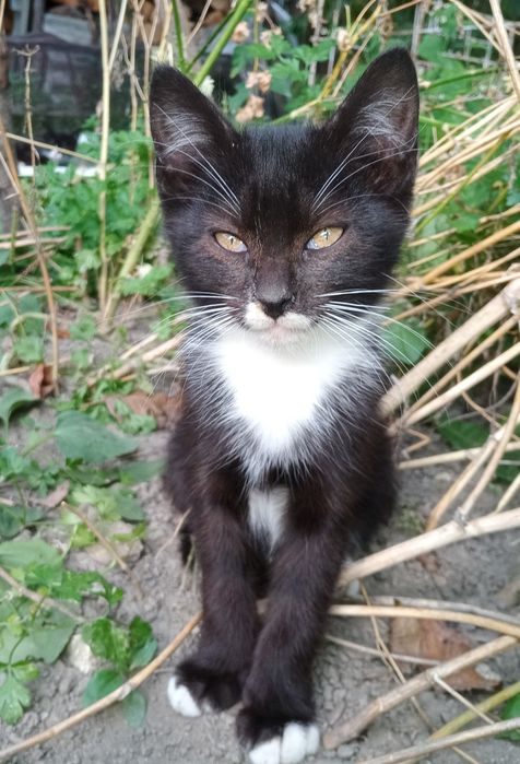 Piscuti spre adoptie