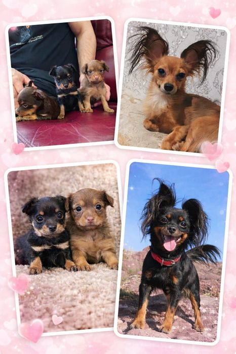 Продам щенков русского той-терьера