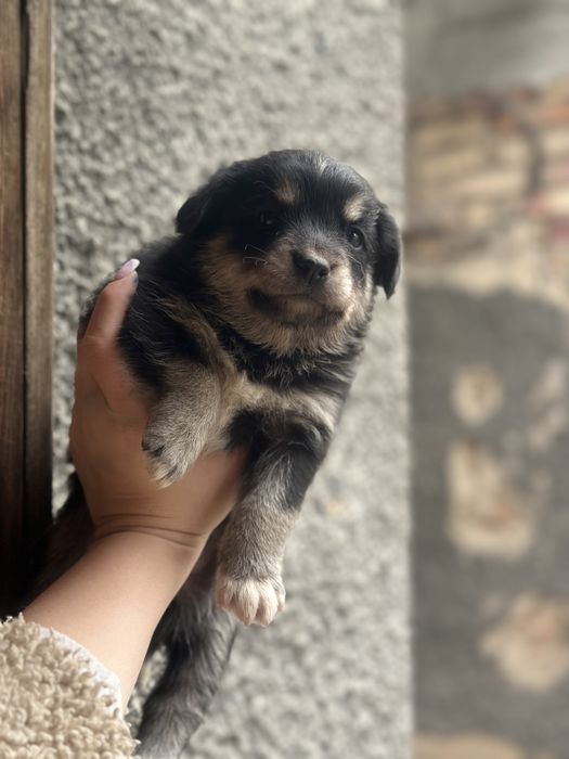 Отдам щенков в добрые руки