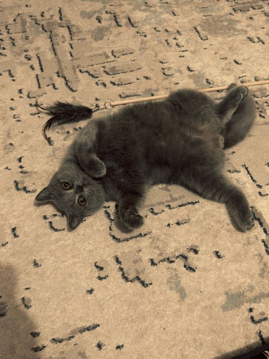 Кошка для вязки самец (Скотиш Страйт)