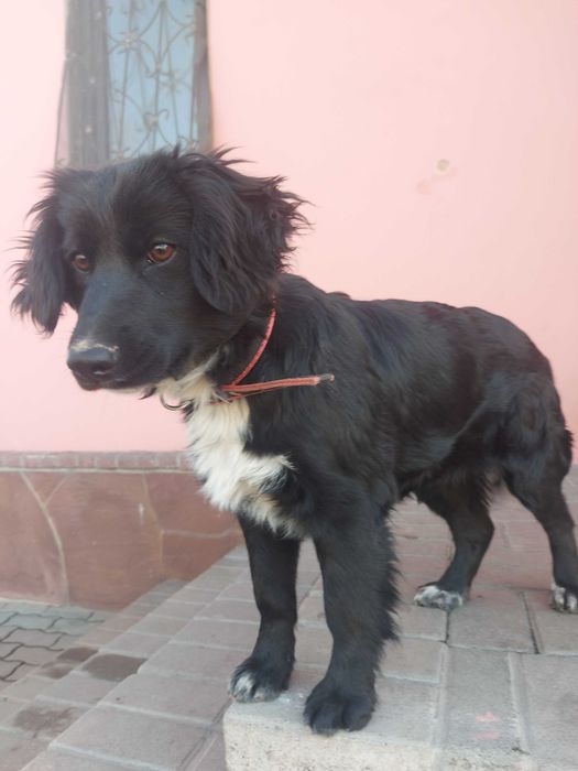 Тайга ищет хозяина!