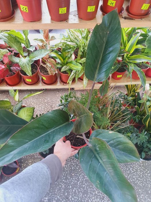 Imperator Император