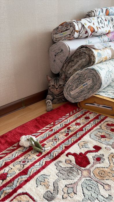 Отдам кота в добрые руки