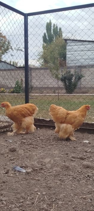 Продам семью палевого кохинхина