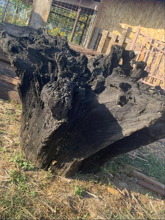 Lemn stejar foarte vechi